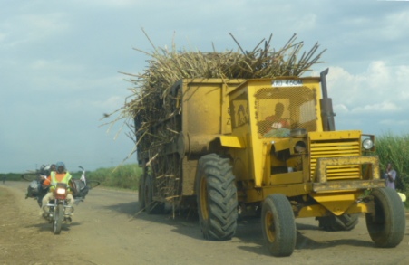 Sugarcane is transported to a mill for processing.